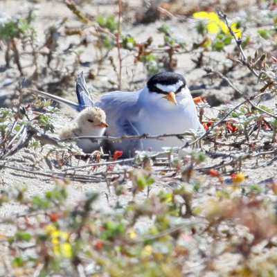Least Tern with chick IMG_2426 3x3x