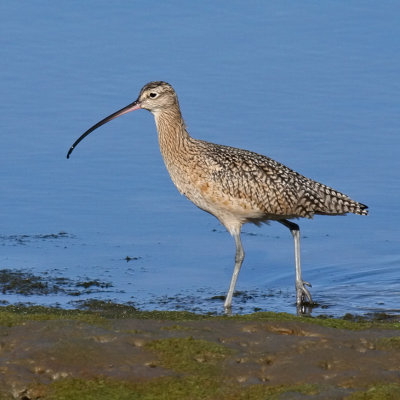 Long-billed Curlew IMG_2907 3x3x