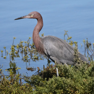 Reddish Egret IMG_9910 3x3x 