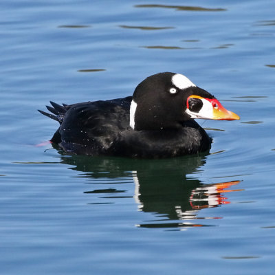 Surf Scoter IMG_9540 3x3x 