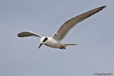 Forster's Tern looking for fish