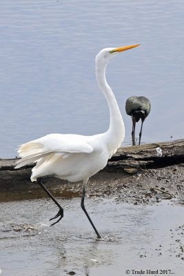 Great Egret stepping out for fish!