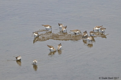 Sandpipers