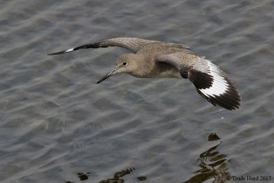 Willet