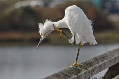 Snowy Egret scratching