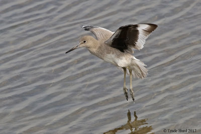 Willet says Good Bye Until Next Time