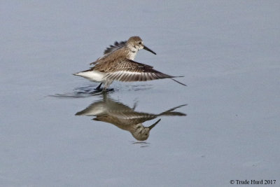 When sandpipers fly off, look around for a raptor