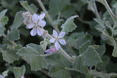 san clemente island bush mallow flower