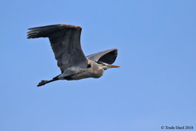 Great Blue Heron 