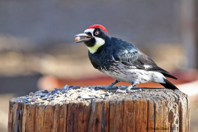 Acorn Woodpecker eat bird seed 