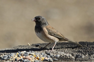 Dark-eyed Junco