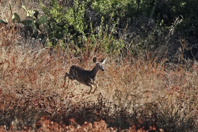 Young mule deer bounding downhill