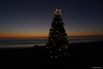 Holiday tree at night
