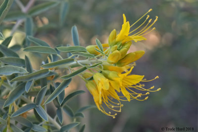 Bladderpod flowers for hummingbirds and bees