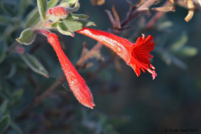 Calif Fuchsia flowers