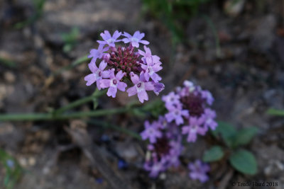 Lilac Verbena flowers