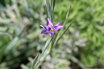 Blue-eyed Grass just starting to grow and flower (not a grass)