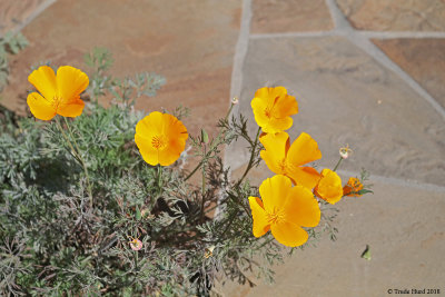 Calif Poppy flowers 