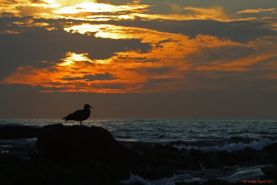 crystal_cove_2017_november