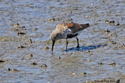 Dunlin with its black flanks