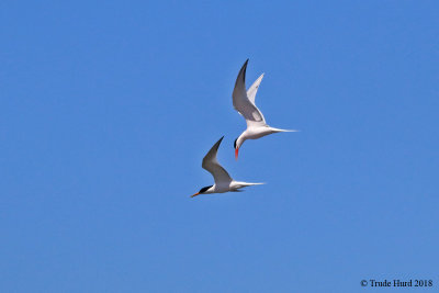 Elegant Tern pair