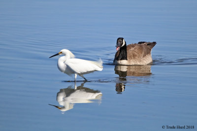 Canada Goose threatens Snowy Egret