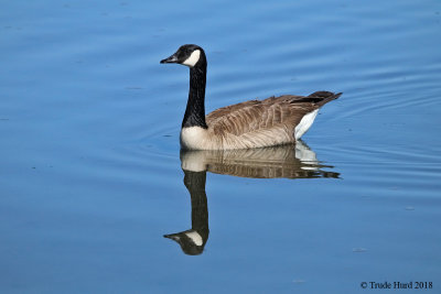 Canada Goose reflection