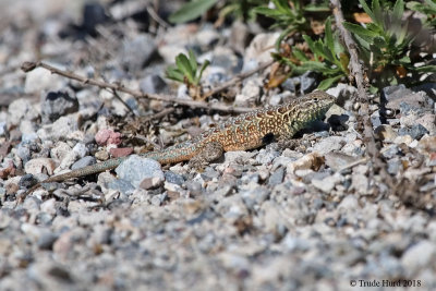 Side-blotched Lizard in all his glory