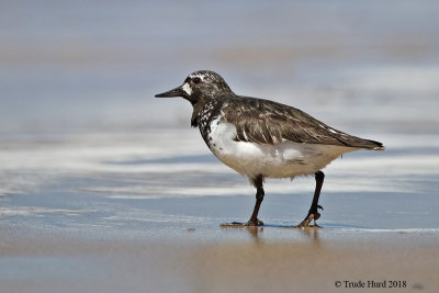 Black Turnstone