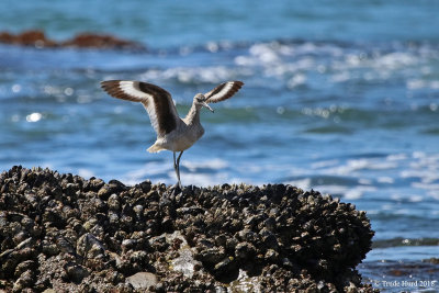 Willet