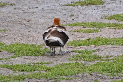 Avocet With Chicks (count LEGS)