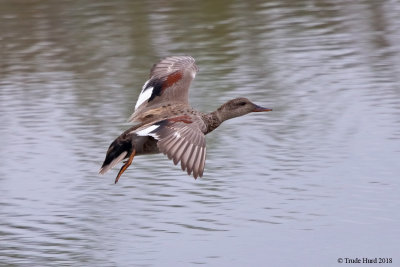 Gadwall landing on runway left