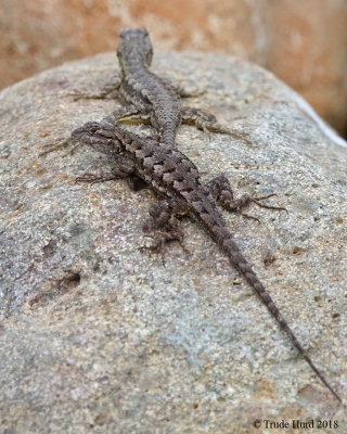 Western Fence Lizards: don't bother us, it's our date night
