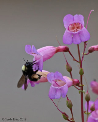 Bumble Bee on Showy Penstemon (notice pollen sacs)