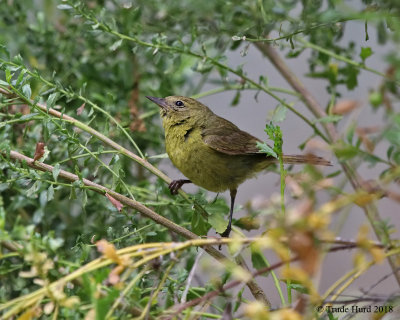 Orange-crowned warbler 