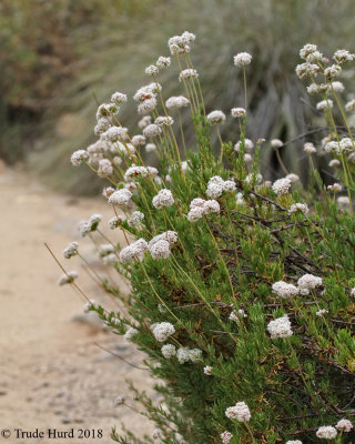 California Buckwheat  