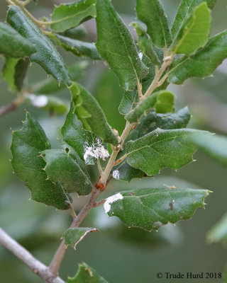 What bird has pooped on this oak?