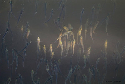 Topsmelt under footbridge
