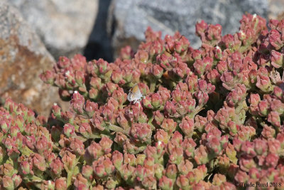 Can you find North America's smallest butterfly