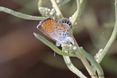 Western Pygmy Blue Butterfly laying eggs