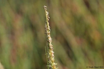 Cordgrass flowers