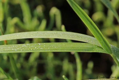 Cordgrass exudes salt crystals