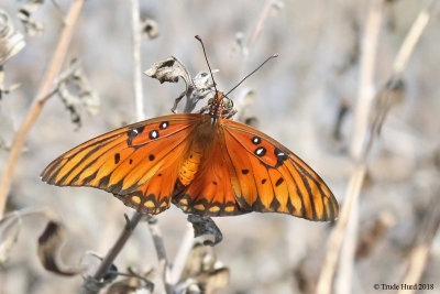 Gulf Fritillary