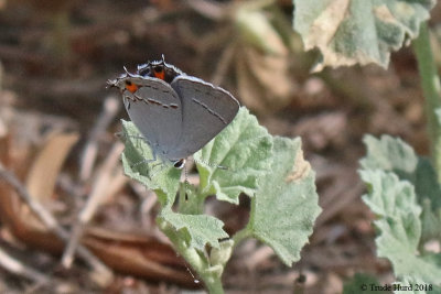 Gray Hairstreak