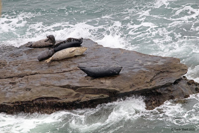 Harbor seals resting on rock