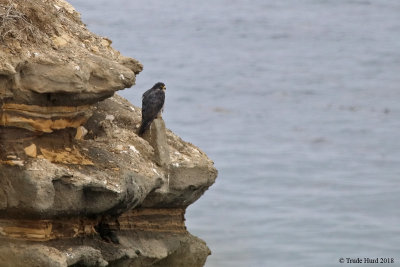 Peregrine resting on bluff