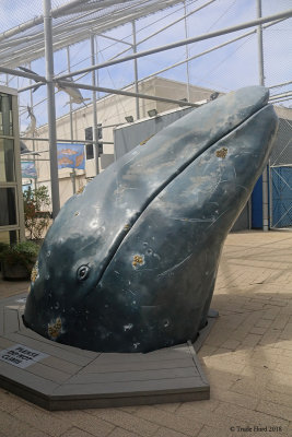 PLEASE TOUCH gray whale head model