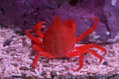 Kelp Crab - I've only seen green ones