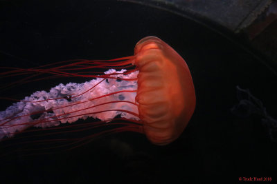 Jelly