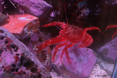 Red Tuna Crab  